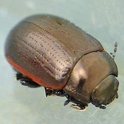 Chrysolina marginata Chrysolina marginata